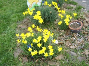 Clumps of daffodils.