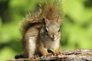 Squirrels outside.