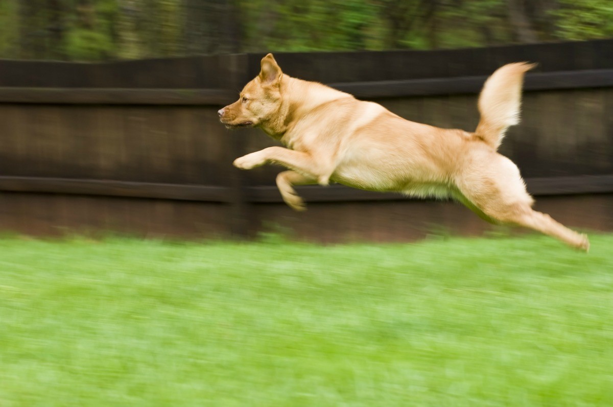 dogs jumping over fences