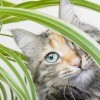 Cat Friendly Plants