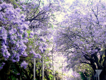 Jacaranda