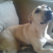 Yellow dog lying on couch.