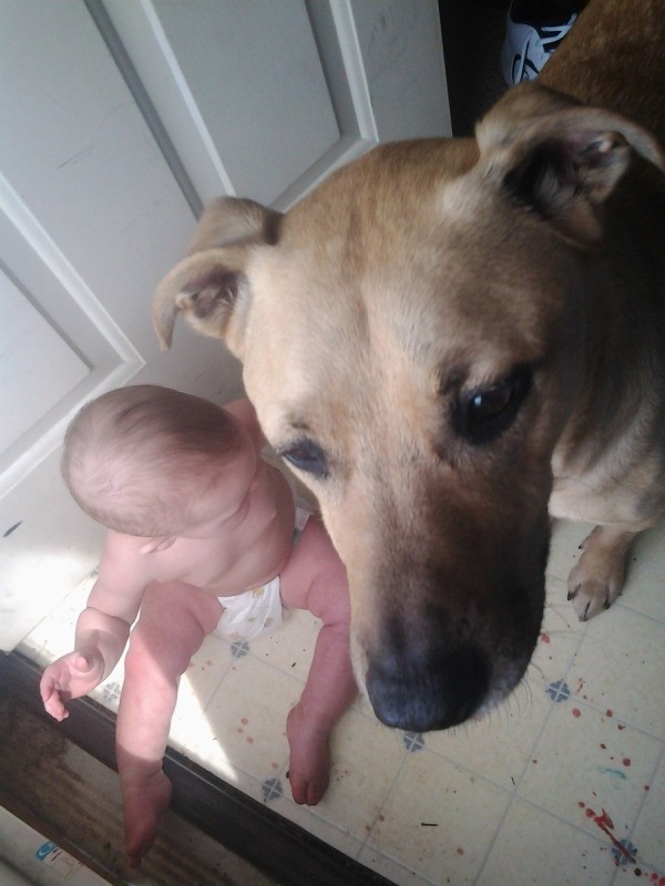 Closeup of dog's face with baby on floor.
