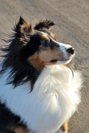 Dog in the wind.