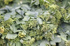 Broccoli Rabe