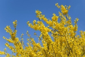 Forsythia