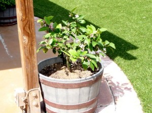 Lemon tree in half barrel.