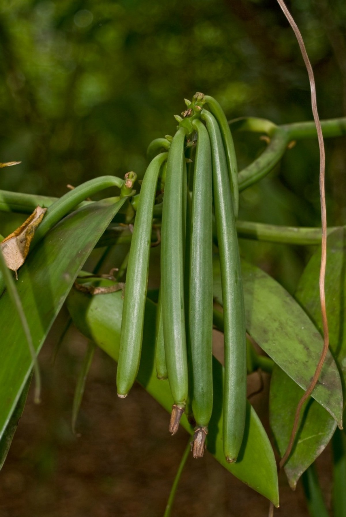 vanilla growing grown beans humid cultivated easily conditions warm central america first thriftyfun