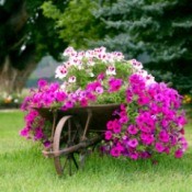 A wheelbarrow planter.