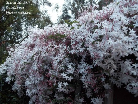 The Path Garden (Spring 2013)
