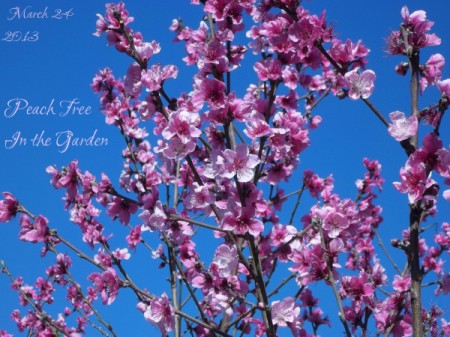 The Path Garden (Spring 2013)