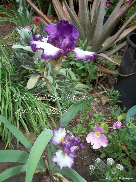 The Path Garden (Spring 2013)