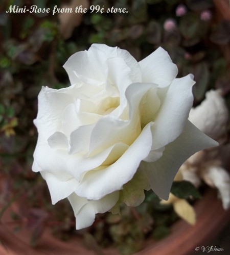 The Path Garden (Spring 2013)