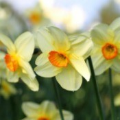 Yellow and Orange Daffodils