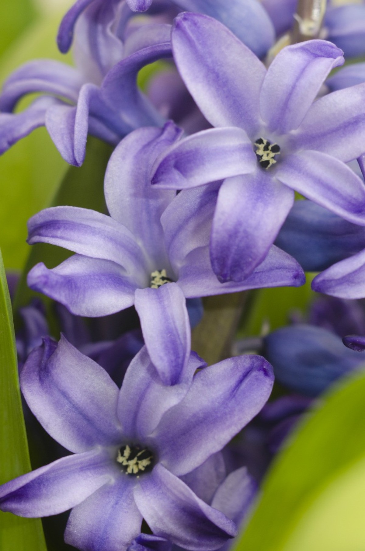 Growing Hyacinth ThriftyFun