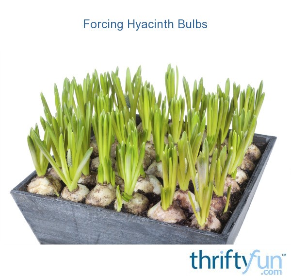 Forcing Hyacinth Bulbs ThriftyFun