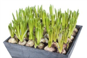Forcing Hyacinth Bulbs