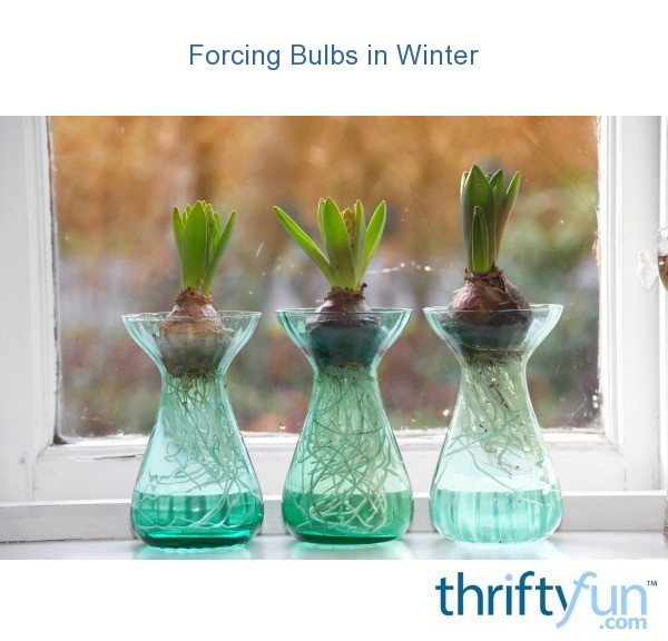 Forcing Bulbs in Winter ThriftyFun