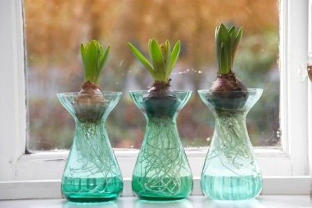 Bulbs growing in water on a window sill.
