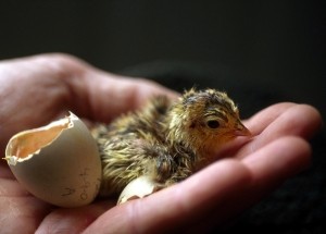 Baby chick.