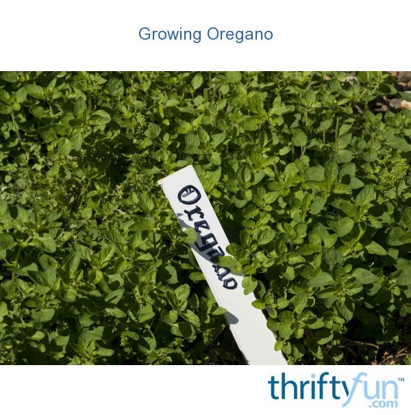 Growing Oregano ThriftyFun