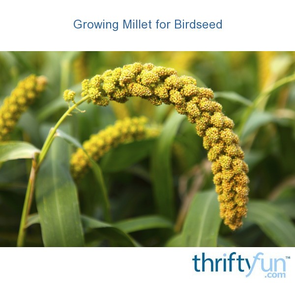 Growing Millet for Birdseed? ThriftyFun