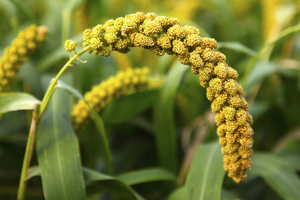 Bird seed growing plants