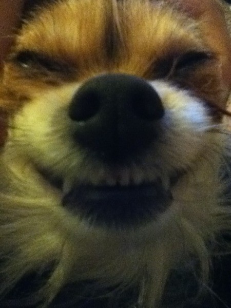 Closeup of dog smiling