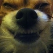 Closeup of dog smiling
