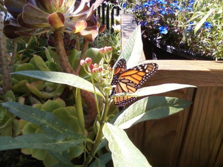 Butterfly in the Afternoon