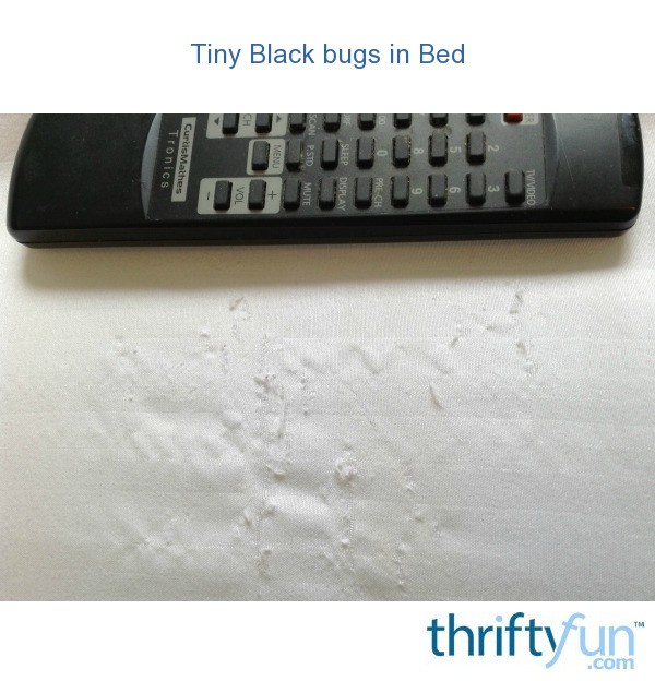 Tiny Black Bugs in Bed? ThriftyFun
