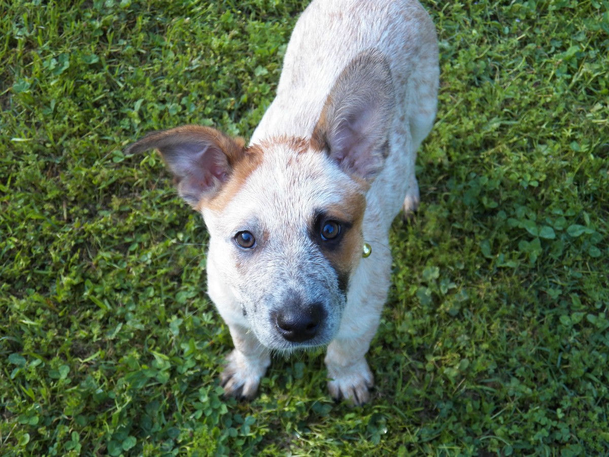 Australian Cattle Dog Breed Information and Photos | ThriftyFun