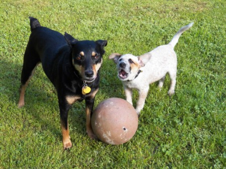 Gooch and Biscuit with ball.