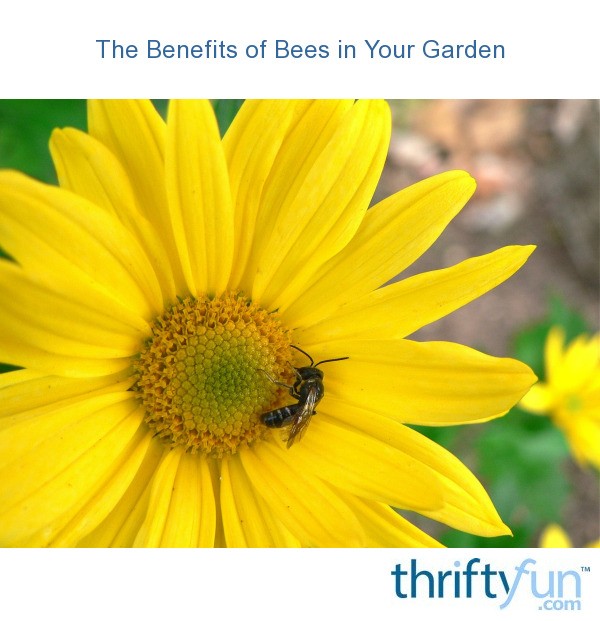 The Benefits of Bees in Your Garden ThriftyFun