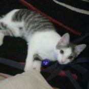 Gray and white cat lying down.