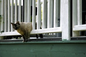 Neighborhood Cat On Porch