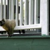 Neighborhood Cat On Porch