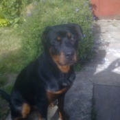 Rottweiler in yard.