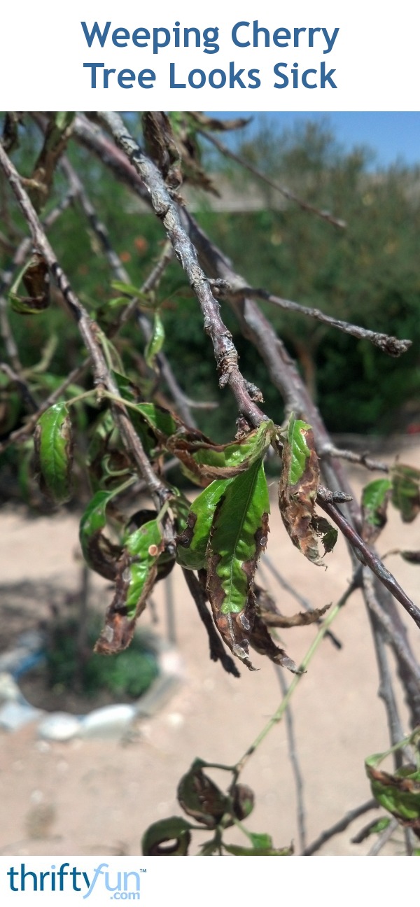 Weeping Cherry Tree Has Brown Leaves Thriftyfun