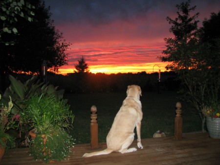 Lab sitting on deck watching sun set.