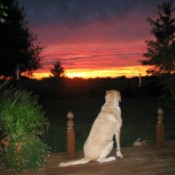 Lab sitting on deck watching sun set.
