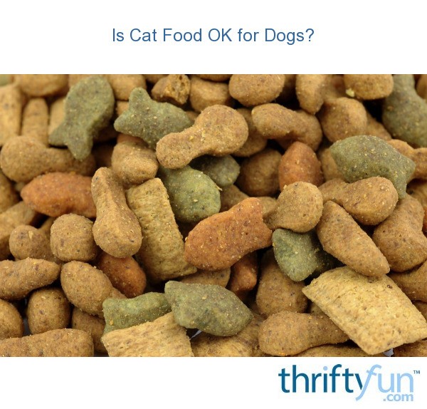 Is Cat Food OK for Dogs? ThriftyFun