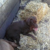 Lab lying in straw.