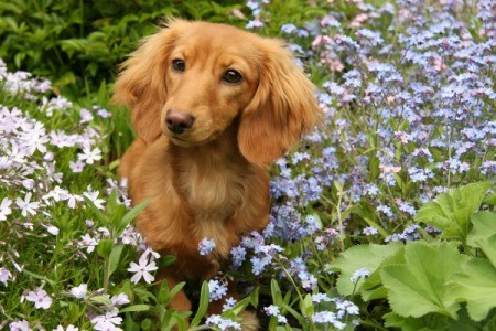 dog in flowerbed