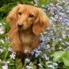 dog in flowerbed