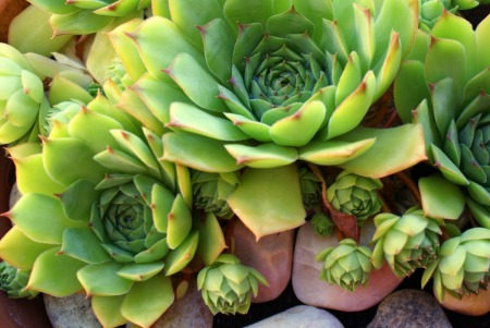 Growing Succulents | ThriftyFun