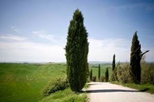 Italian Cypress Trees