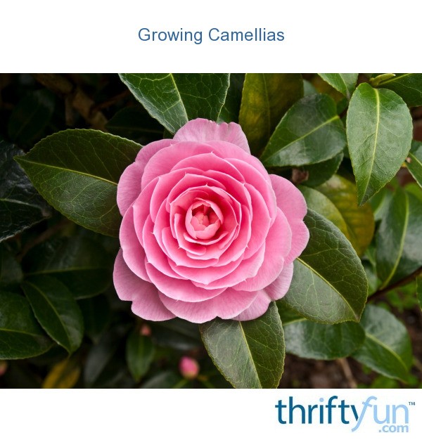 Growing Camellias | ThriftyFun