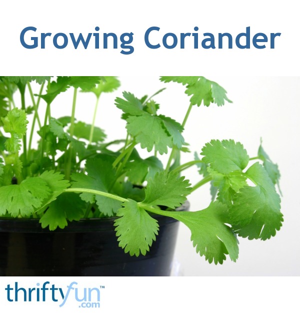 Growing Coriander (Cilantro) ThriftyFun