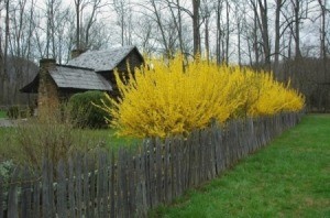 Forsythia Hedge